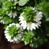 Scaevola aemula 'White Touch™' – sadzonka